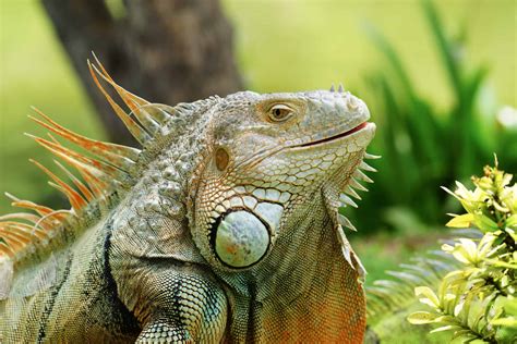 1,000+ Free Игуани & Iguana Images .
